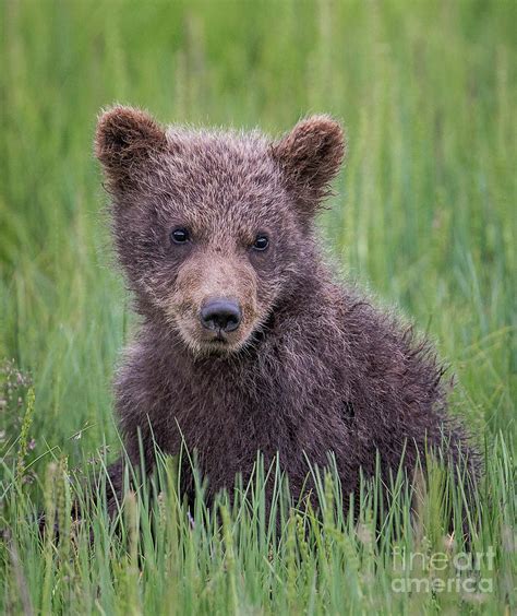 Cuddly Grizzly Bear Cub Photograph By Rob Daugherty