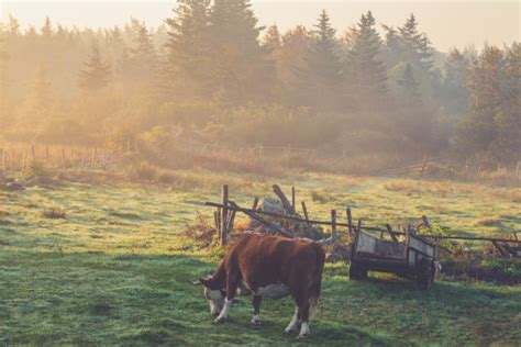 Free Images Landscape Farm Meadow Cow Pasture Ranch Chapel