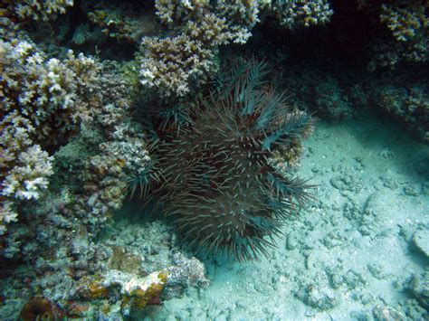 Free Stock Image Of Crown Of Thorns Starfish