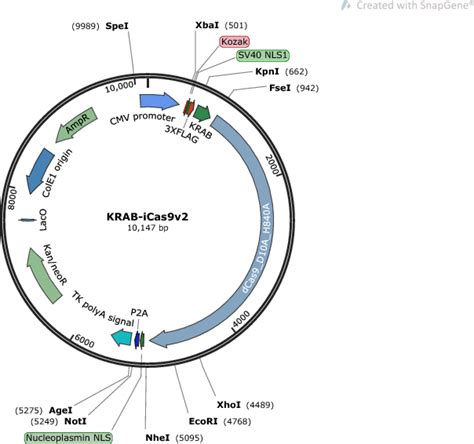 Addgene Krab Dcas9