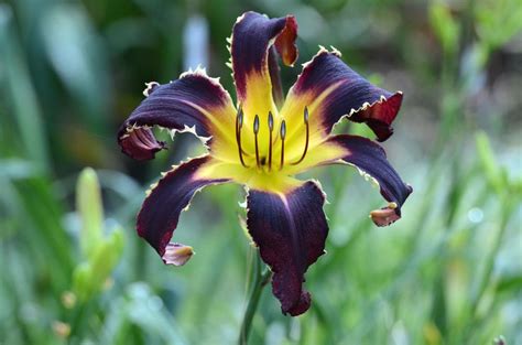 Click on each photo to enlarge. Daylilies: Plant Care and Collection of Varieties - Garden.org