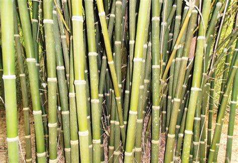 Bengal Bamboo Bamboo Australia Sunshine Coast