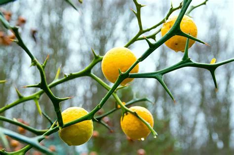 Growing Hardy Orange Trees Get To Know This Unique Thorny Citrus