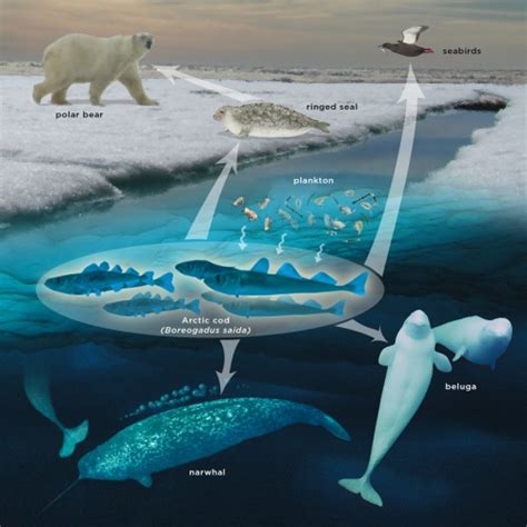 Life In An Emerging Ocean Arctic Sea Arctic Marine Mammals