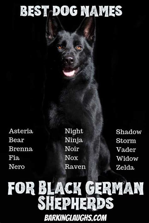 The Best Dog Names For German Shepherds Update 2021 Black German
