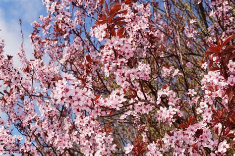 Śliwka Wiśniowa Kwiat Wiśni Prunus Darmowe zdjęcie na Pixabay Pixabay