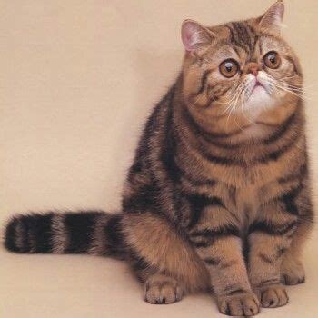 But one thing that is particularly captivating is their eyes. Why Exotic Shorthair Cats Have Flat Faces Too | The Pets ...