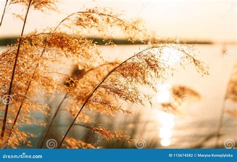 River Reed In The Rays Of The Setting Sun Stock Photo Image Of Nature
