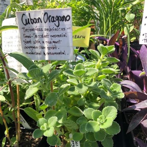 Spanish nouns have a gender, which is either. Cuban Oregano Information, Recipes and Facts | Cuban ...