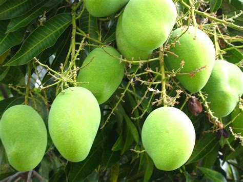 Beautiful Bangladesh Mango Fruit