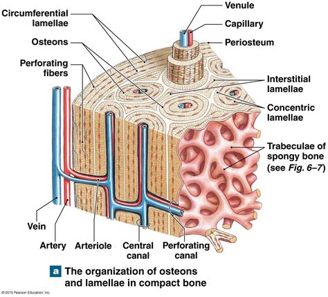 Anatomy And Physiology Chapter 7 Bone Tissue 91 Pages Summary Doc 1