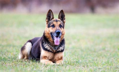 Short Haired German Shepherds 101 All About Breeds