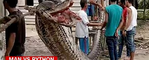 man kills 7m python