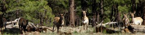 Antelope Bars Hunting Service Of Arizona Arizona Guided Hunts