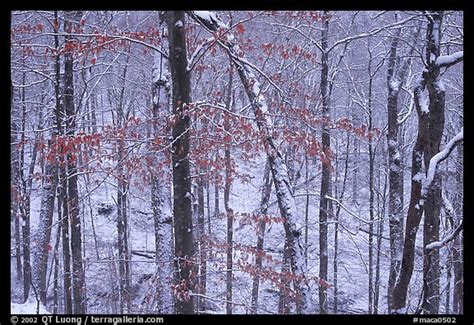 Picturephoto Trees In Winter With Snow And Old Leaves Mammoth Cave