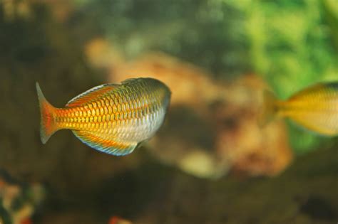 How are your stated fish measurements conducted? Amazing Fish: Melanotaenia Boesemani