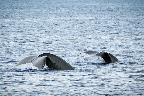 Whales Tails Photograph By Jim Thompson