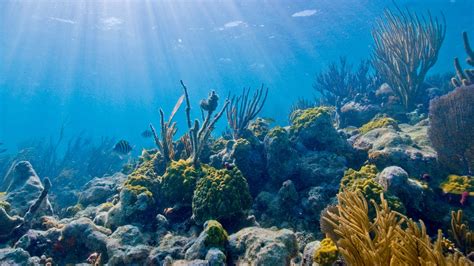 Invasive Microbe Could Save Caribbean Corals from Bleaching, for a