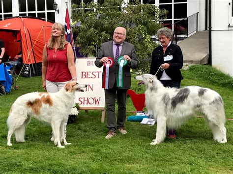 Borzois are large russian sighthounds that resemble some central asian breeds such as the afghan hound, saluki, and the kyrgyz taigan. Spesialvinnere gjennom tidene - Borzoi Norge