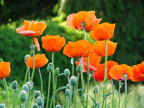Zuvor war er als ziergarten stets der aktuellen gartenkunst angepasst. Mohn im Botanischen Garten in Bonn | Botanischer garten ...