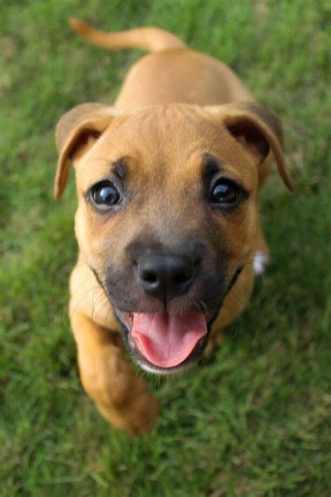 Rhodesian Ridgeback Boxer Mix Puppies