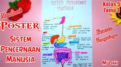 Cara Membuat Poster Sistem Pencernaan Manusia Poster Pencernaan The