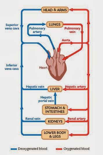 A professionally created artery vein diagram template like this one here doesn't only assist educational purposes, but also help the formal medical conference. Allum Fitness 4: Blood Flow Diagram