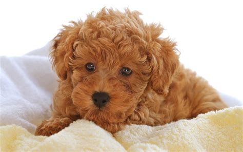 The next thing you should consider is the hair type of your dog. The dog in world: 03/2013