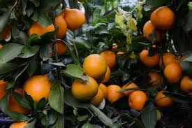 I have a satsuma tree planted in my back yard. Mirlitons & Louisiana Citrus