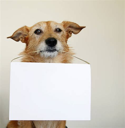 Dog Sign Holding Animal Tricks Stock Photos Pictures And Royalty Free
