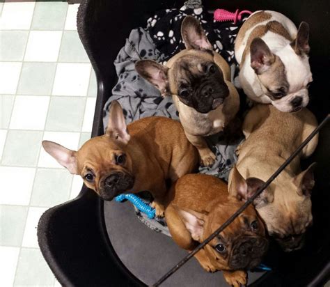 Search through thousands of french bulldog dogs adverts in the usa and europe at animalssale.com. PURE French Bulldog Puppies For Sale