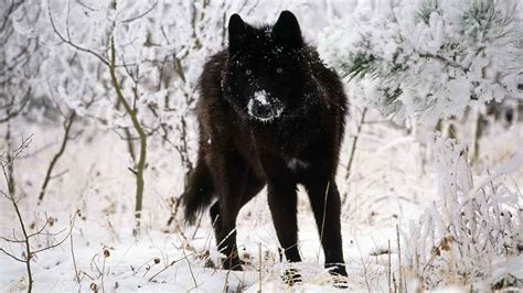 Black Wolf Over 1080 X 1080 Black Gray Wolf Hd Desktop Wallpaper