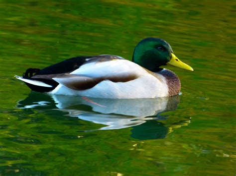 Poze Natură Animal Lac Animale Sălbatice înot Verde Cioc