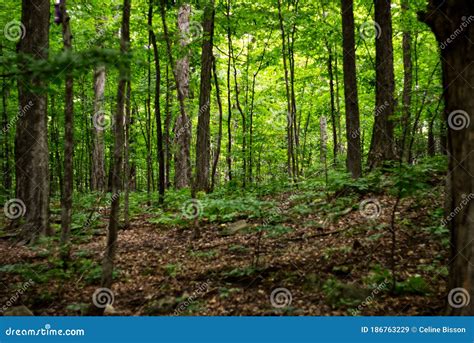 Forest Undergrowth In Spring Stock Image Image Of Park Season 186763229