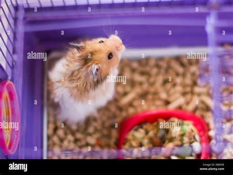 Fluffy Hamster In A Cage Funny Syrian Angora Pet Stock Photo Alamy