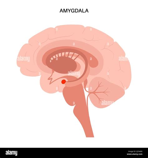 Anatomía De La Amígdala Cerebral Ilustración Fotografía De Stock Alamy