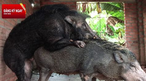 Breeding Pigs Pig Mating Heo Rừng Sư Tử Cát Tiên Youtube