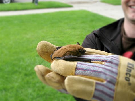 If you're seriously batty for these creatures, keep this in mind: Rabies Bats Pets Wildlife