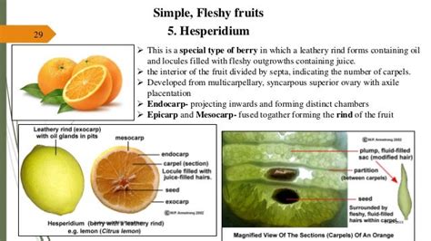 Fruit Morphology And Botanical Classification