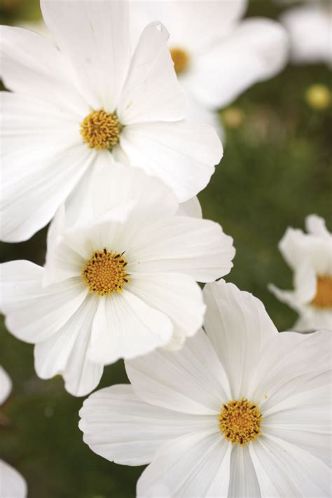 Check spelling or type a new query. 10 Easy Summer Annual Flowers - Sunset Magazine - Sunset ...