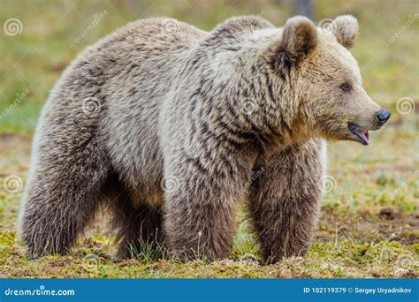 Wild Adult Brown Bear Stock Image Image Of Biology 102119379