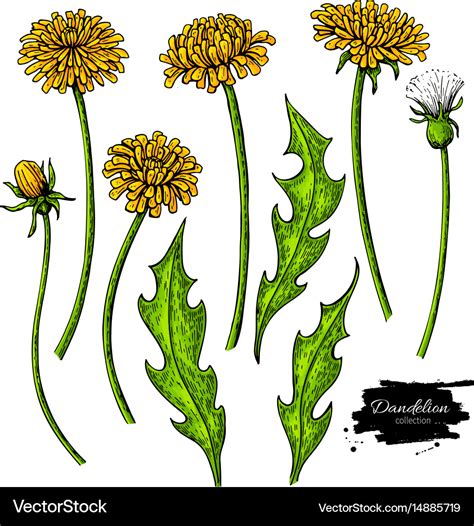 Dandelion Flower Drawing Set Isolated Wild Vector Image