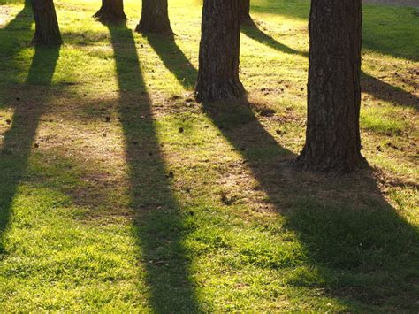 Tree Trunk Shadows © Andy Beecroft Geograph Britain And Ireland