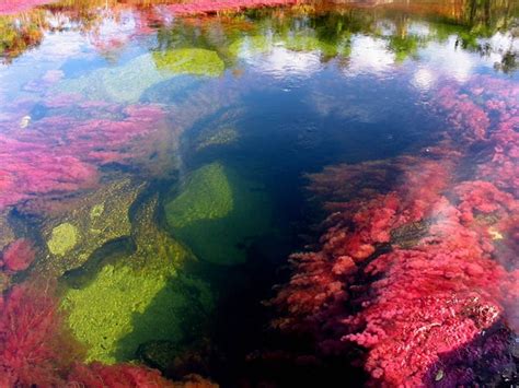 Cano Cristales The River Of Five Colors Amusing Planet