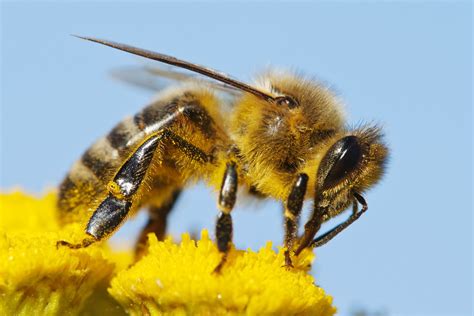 Most would say honey but bees produce & collect many different things. How to Start Urban Beekeeping - The Importance of Honey Bees