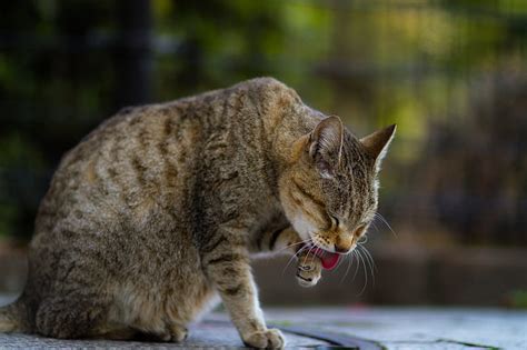 Cat Protruding Tongue Paw Pet Animal Hd Wallpaper Peakpx