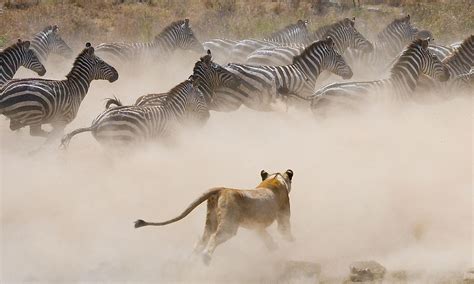 Serengeti National Park Tanzania Worldatlas