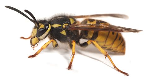 935 monroe jersey road southeast, monroe, ga 30655. A Yellow Jacket Wasp Repeatedly Stings - Proactive Pest ...