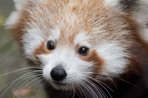 Philly Zoos Red Panda Twins Need Names Zooborns