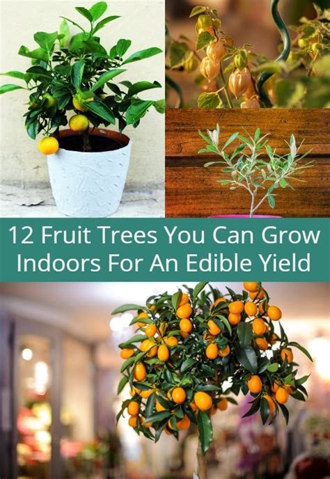 12 Fruit Trees You Can Grow Indoors For An Edible Yield